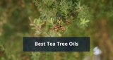 Best Tea Tree Oils